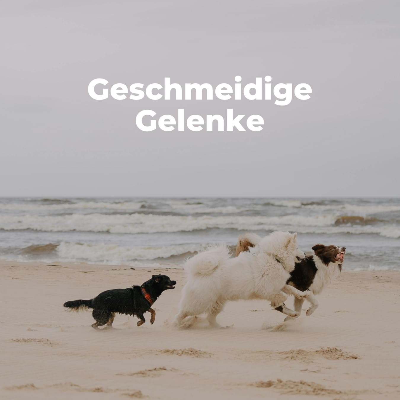 OPTIM Natürliches Curcuma Pulver für Hunde und Katzen 96 gr