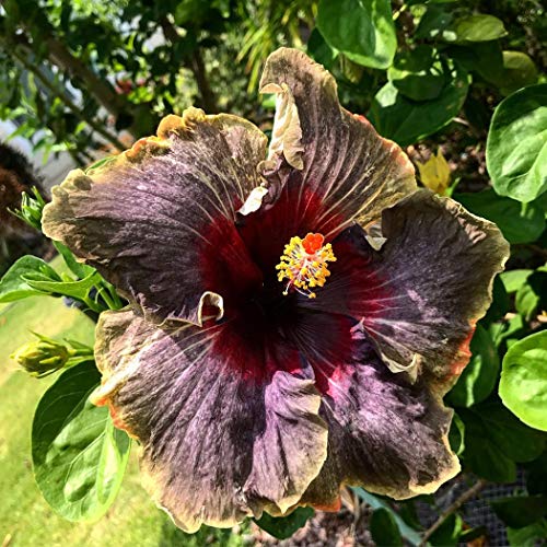Lioder-20PCS-Rare-Black-Pink-Purple-Hibiscus-SeedsBlack-Rainbow-Giant-Flower-Tropical-Seeds-Hibiscus-Tree-Seeds-for-Flower-Potted-Plants Lioder-20PCS-Rare-Black-Pink-Purple-Hibiscus-SeedsBlack-Rainbow-Giant-Flower-Tropical-Seeds-Hibiscus-Tree-Seeds-for-Flower-Potted-Plants