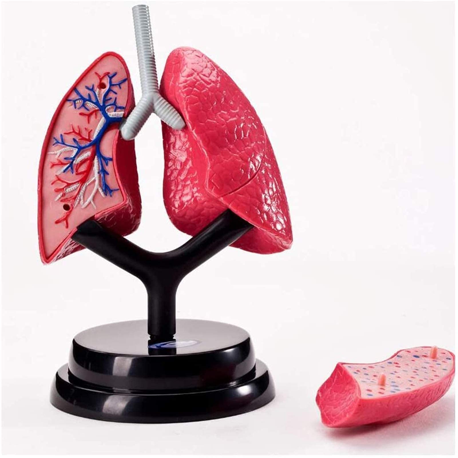 Study Model Educational Model Lung Model - Human Organ Anatomy Model Lung Anatomical Model - Detachable Lung Model - Human Respiratory System Lung Structure Anatomy- For Study Medical Teaching Model