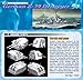 Dragon Models 1/350 German Z-39 Destroyer Smart Kit