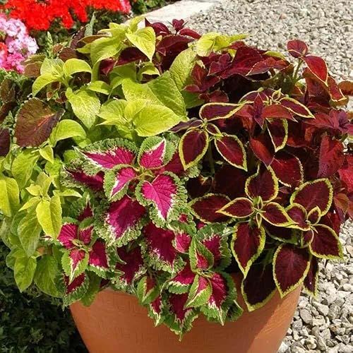 Miniatura 2 de Semillas Coleus Mix Flores anuales de interior para plantar