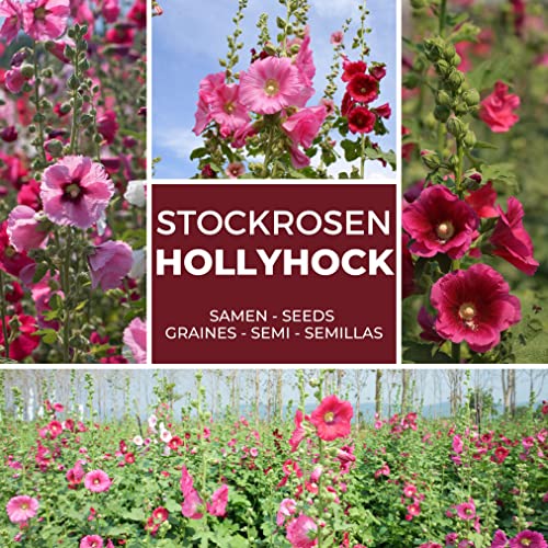 Stockrosen 50 Samen - bunte Mischung - winterhart/mehrjährig