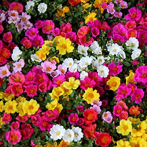 Semi misti di Moss Rose - Portulaca grandiflora