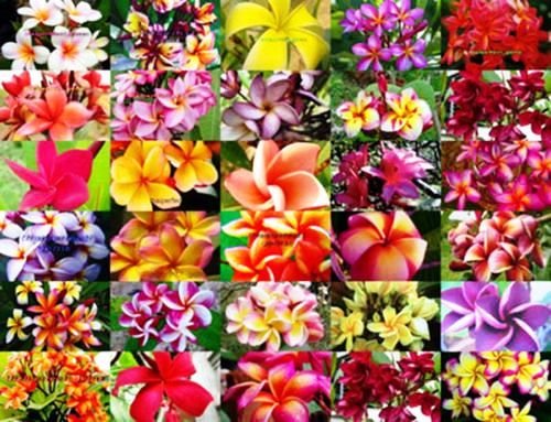 Amazon | 150.色とりどりの美しい花が咲き、ハワイなどでレイに使