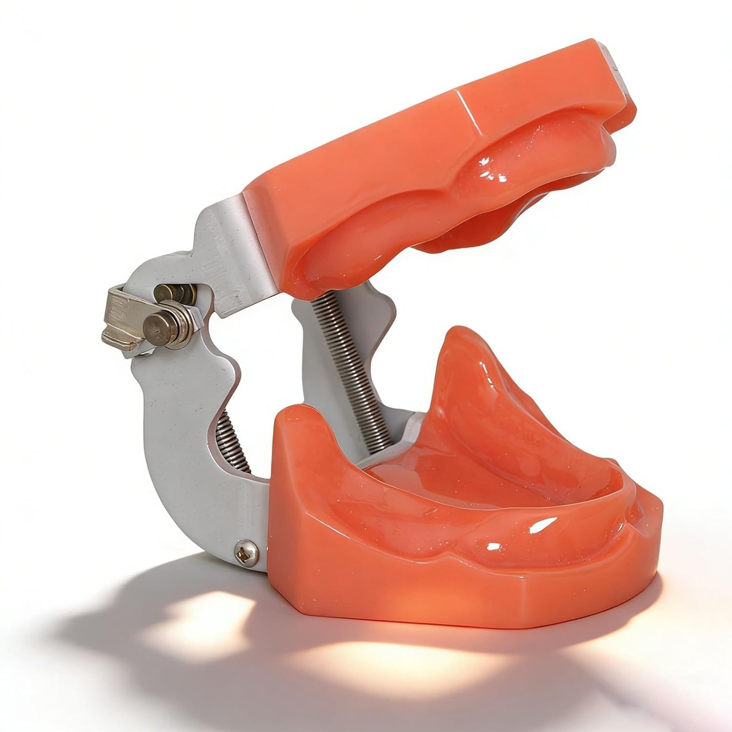 Modelo de tipodonto desdentado Dental for educación y Estudio en el Aula