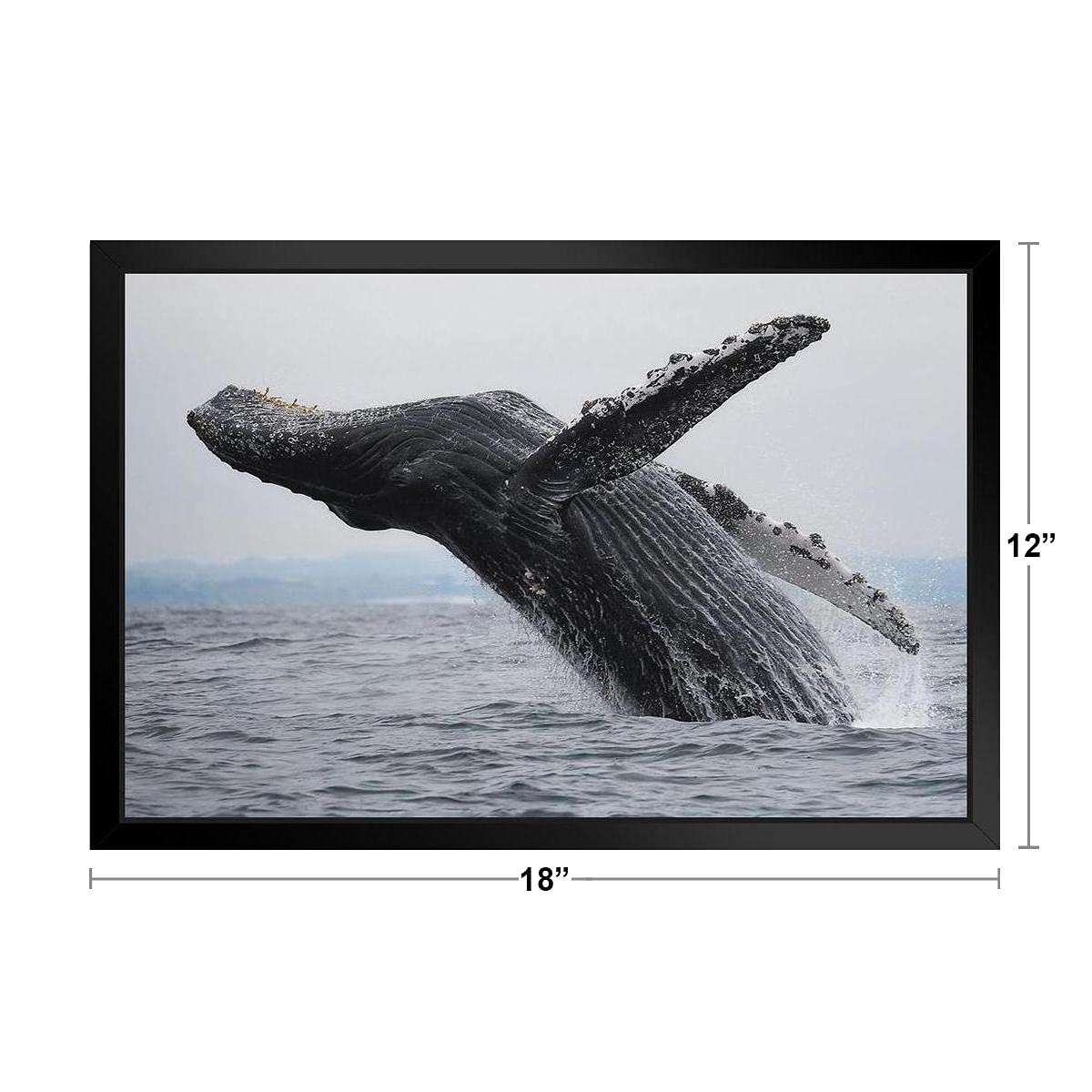 Amazon.co.jp: proframes Humpback Whale Breachingフォトフレーム付き 