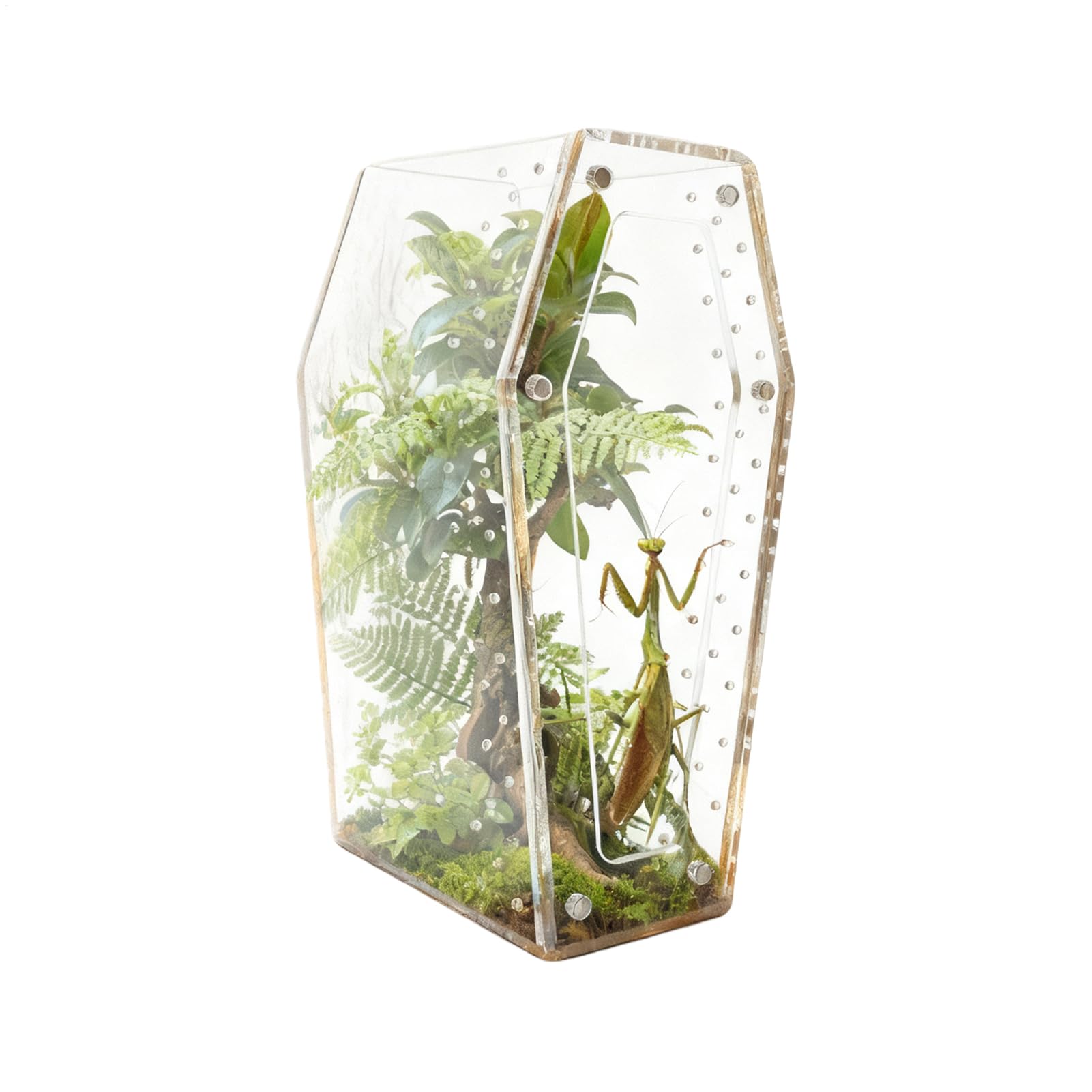 Habitat pour araignées sauteuses en acrylique transparent pour projet scolaire