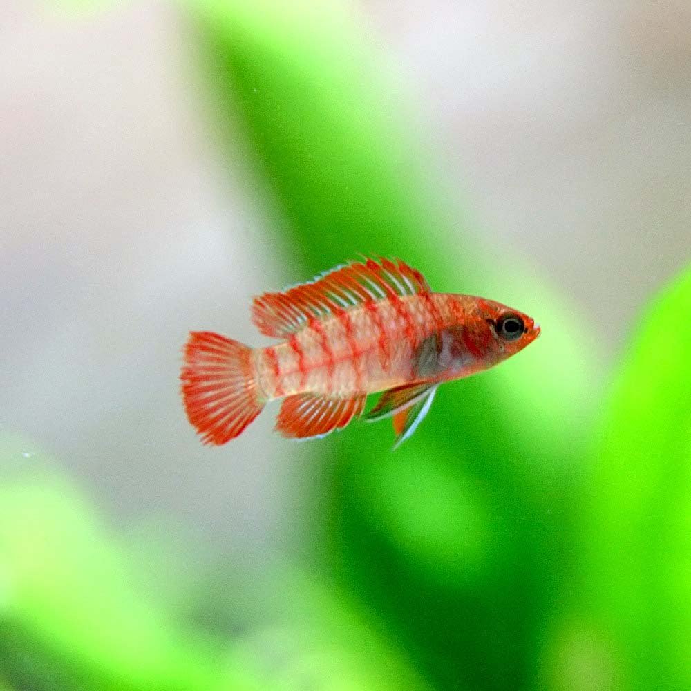 Amazon | (熱帯魚)スカーレットジェム （約1.5cm）＜4匹＞[生体