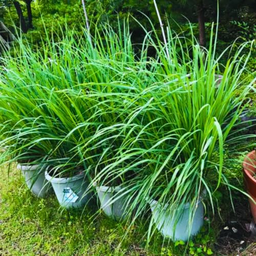25 Stalks Lemongrass Plants Live Well Rooted, No Pot Lemon Grass ...