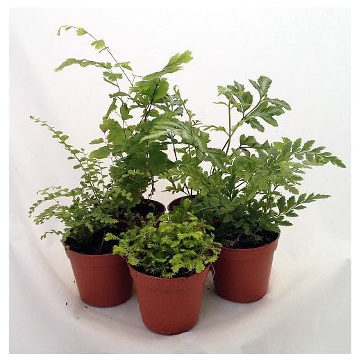 Mini Fern Assortment for Gardens