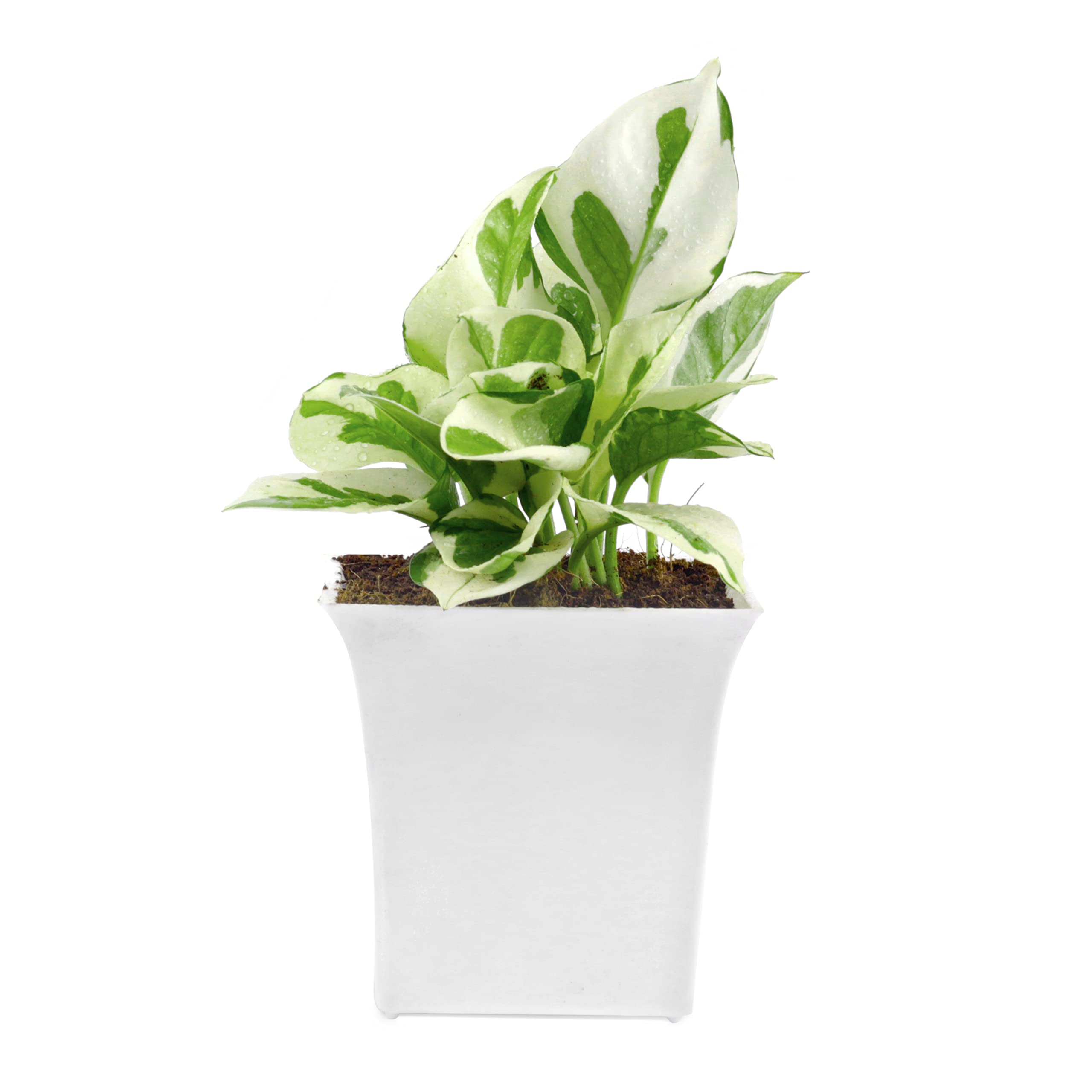 PI AGRO FARMS pothos money live plant with white square plastic pot NASA recommended air purifying plant indoor plant for home decoration office plant gifting plants (B0BRJ7RXWZ) Amazon Price History, Amazon Price Tracker