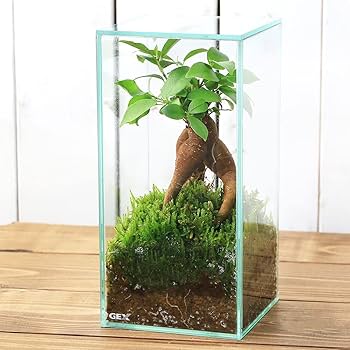 Amazon.co.jp: 【charm】（観葉植物）苔テラリウム ガジュマル ガラス