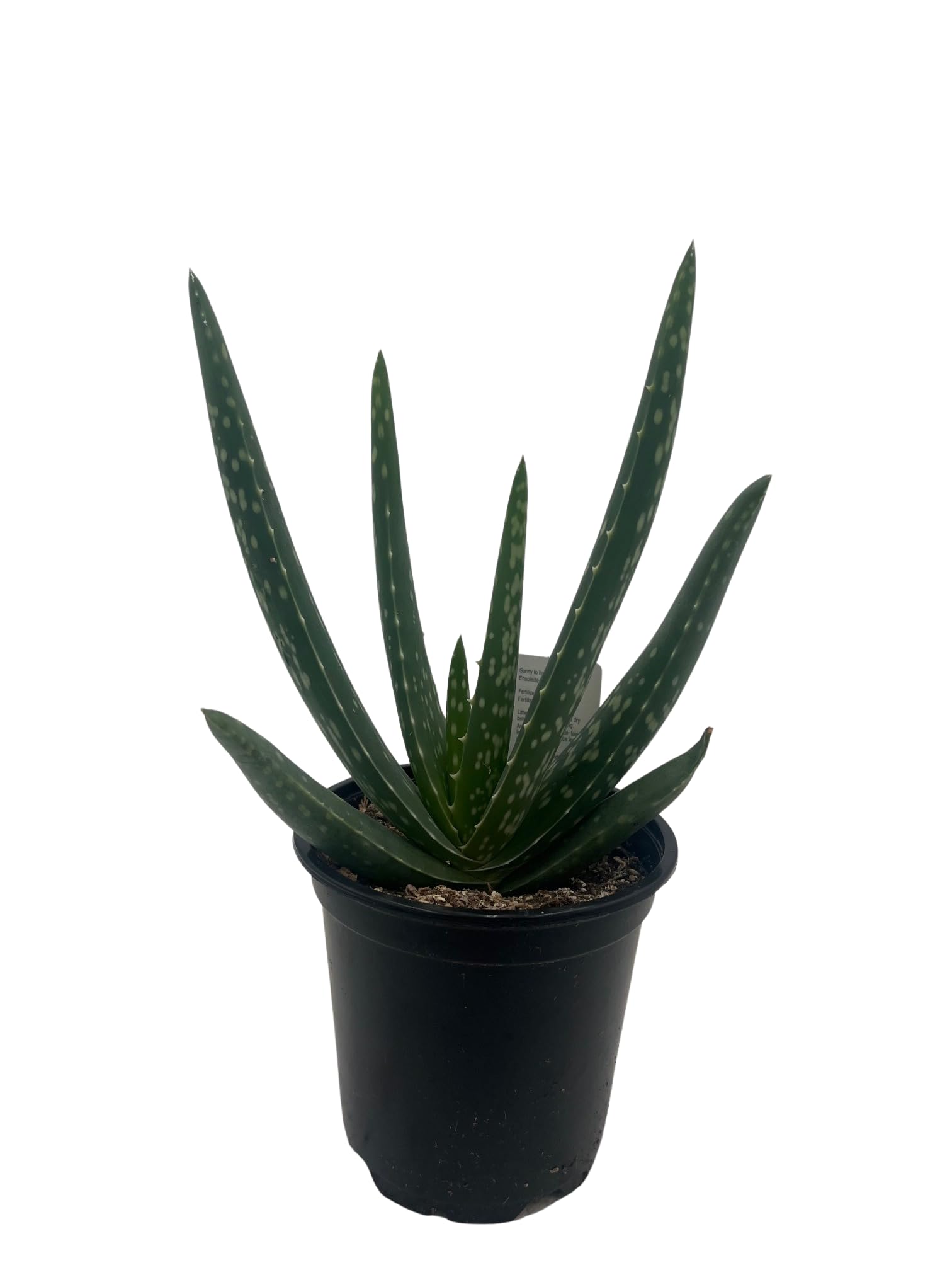 Aloe Vera - Medicine Plant - Burn Plant - Miracle Plant - Natural Healer -4" Pot