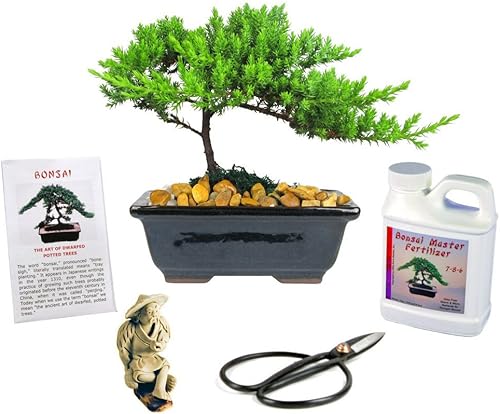 Eve's - Kit de regalo de árbol bonsái de enebro japonés para exteriores, enebro japonés para 6 años, incluye fertilizante, figura y cortaúñas