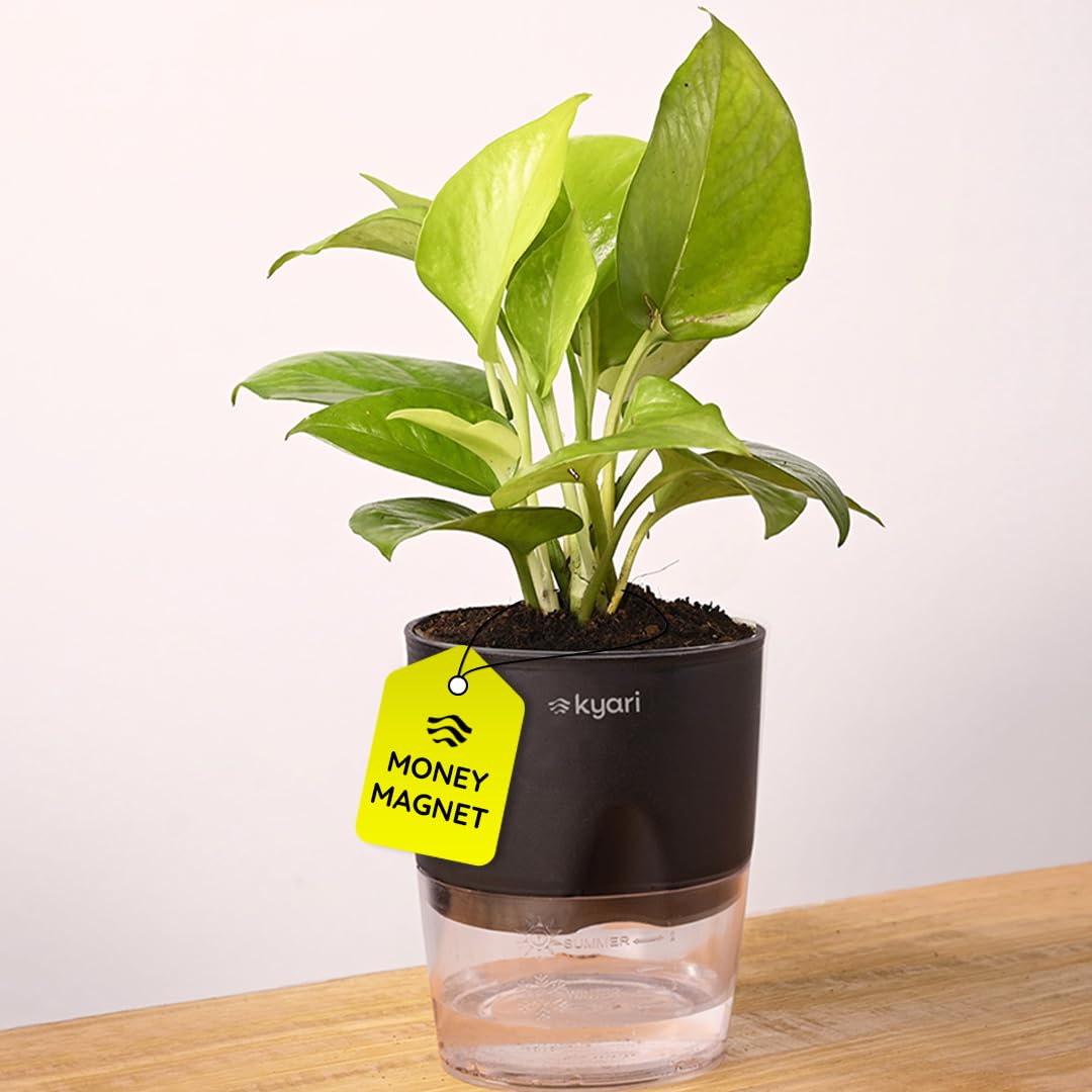 Kyari Golden Money Plant Indoor with Black Self Watering Pot - Small 4 Inch