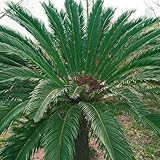 Semillas de helecho palmera resistentes al frío 5 unidades