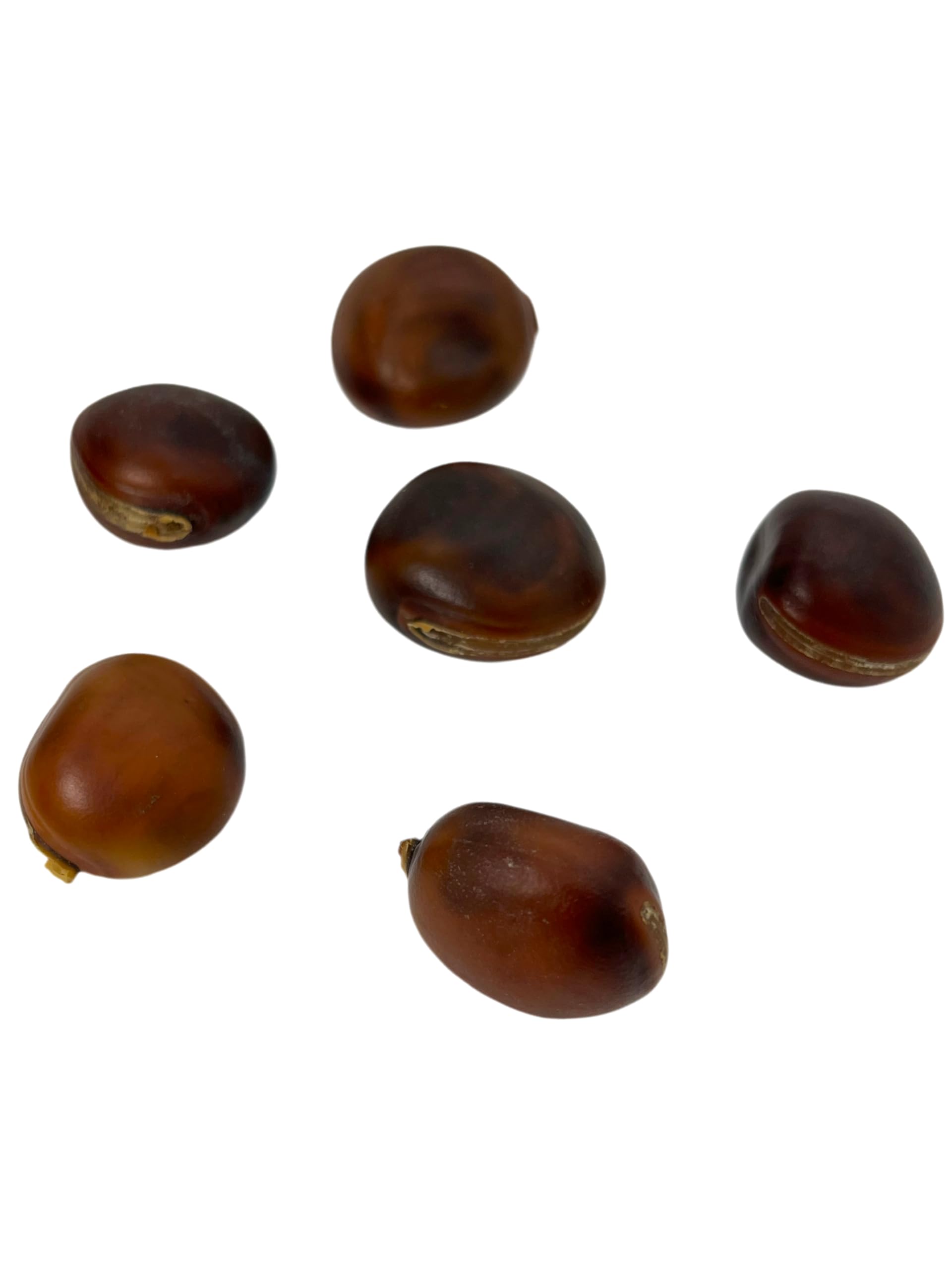 Semilla Ojo de Buey Brasileño Amuleto contra la Envidia, la Negatividad y el Mal de Ojo HOSTENATURA Olho de BOI - 1 Unidad - Precio por Unidad