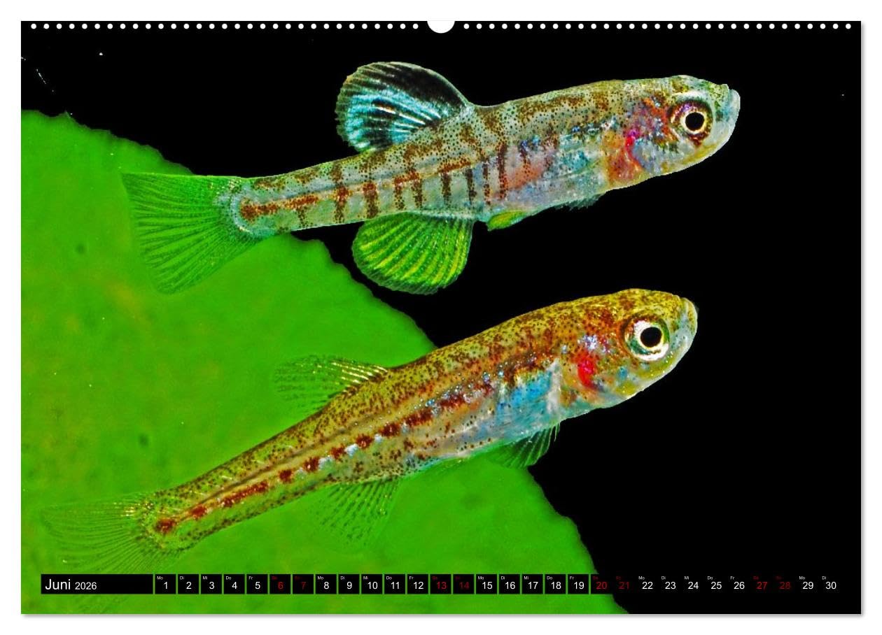 Outdoor-Aquaristik (Wandkalender 2026 DIN A2 quer), CALVENDO Monatskalender: Freiland-Fische für Terrasse, Balkon und Garten