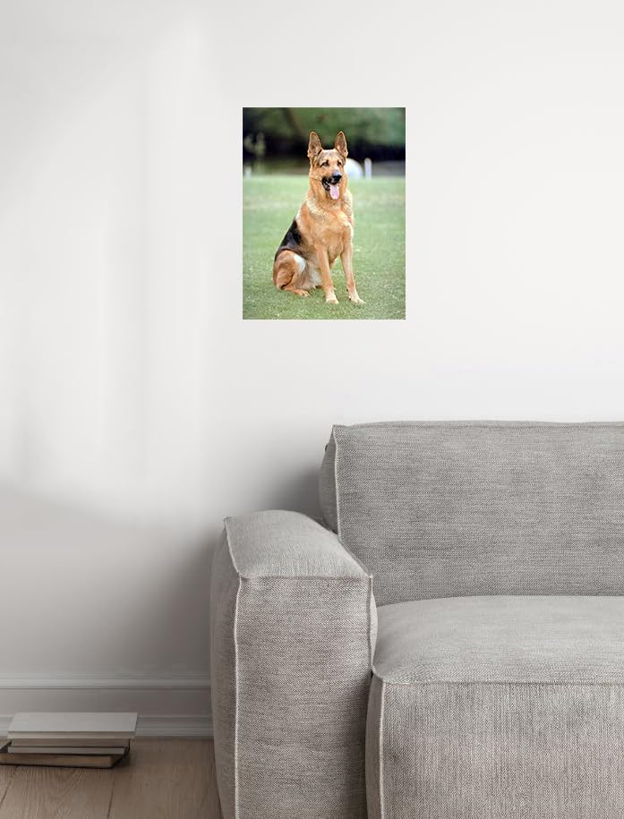 Amazon.com: Impact Posters Gallery German Shepard Dog Animal Wall