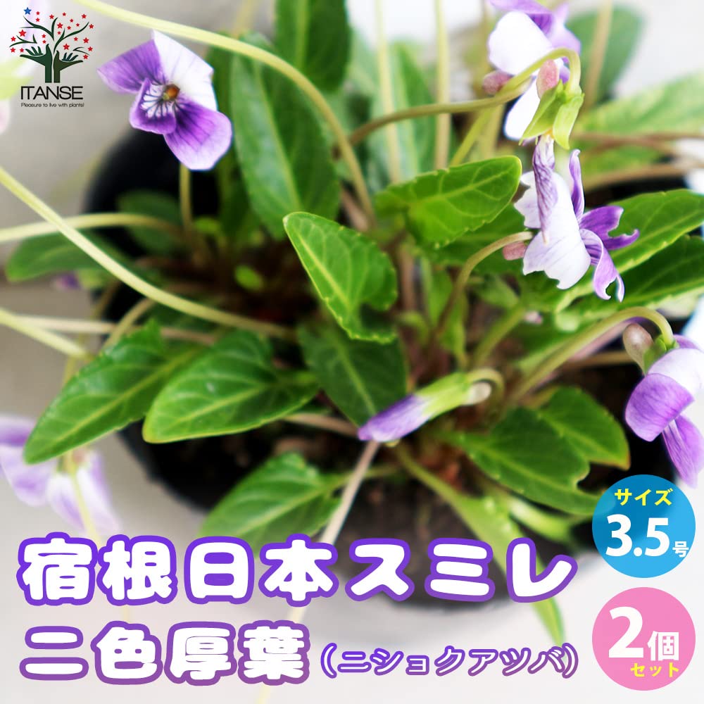 Amazon.co.jp: ITANSE 宿根日本スミレ 二色厚葉(ニショクアツバ