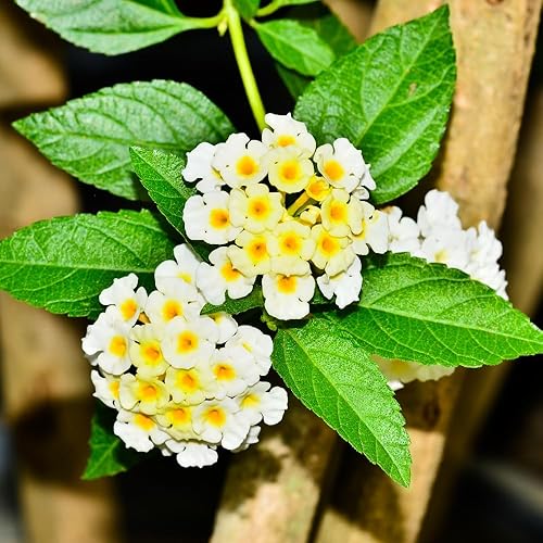 Miniatura 6 de 2 plantas de Lantana de ranúnculo vivas para plantar en interiores y exteriores, mariposa Lantana blanca, flores de Lantana fragantes perennes para