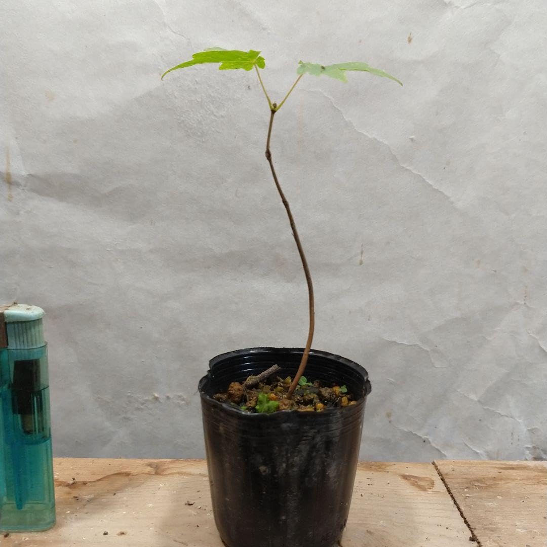 Amazon.co.jp: 植木苗 クロビイタヤカエデの苗 : DIY・工具・ガーデン