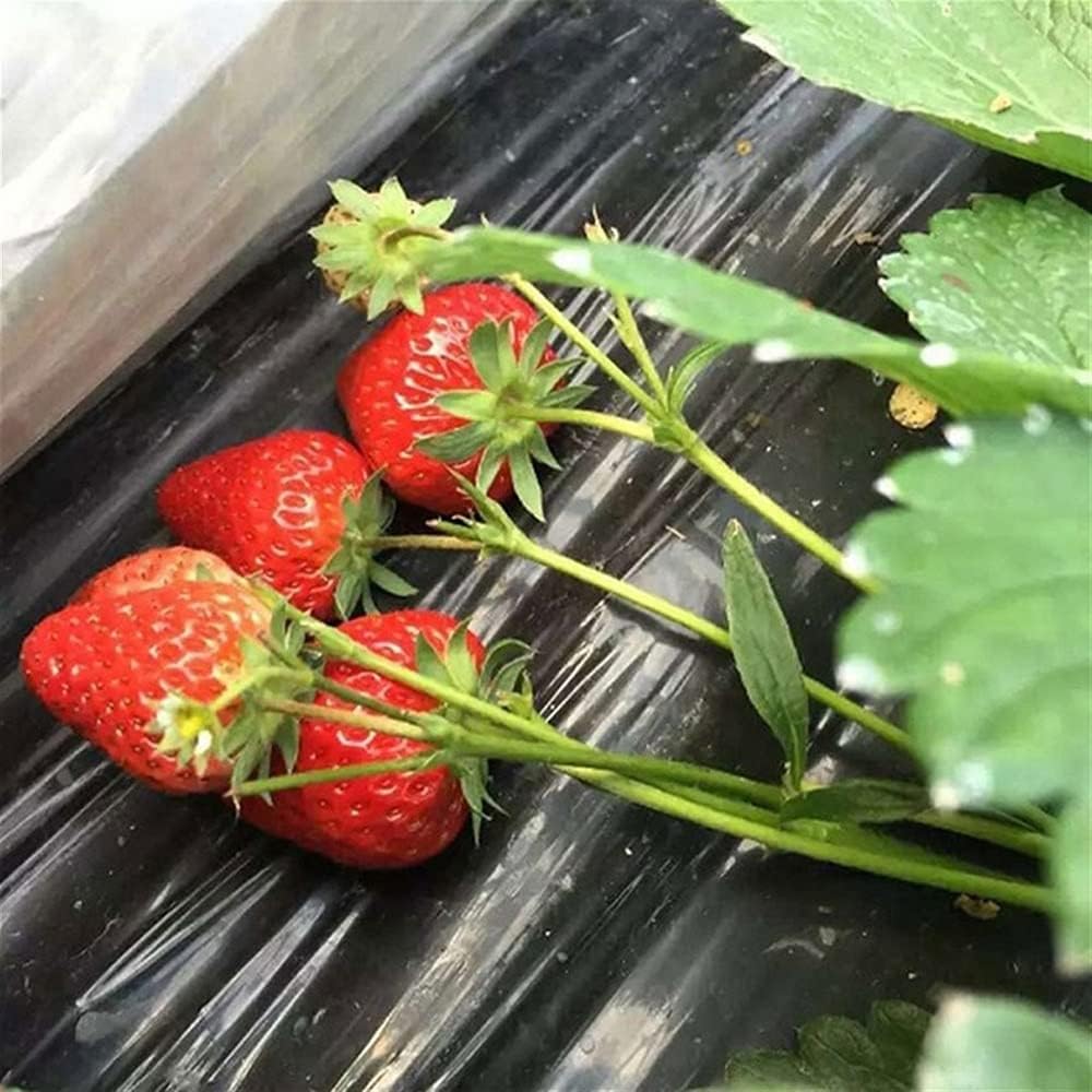 CHALKE 5 Hole Mulch Film, Black Garden PE Weeding Film Vegetable Mulch Film for Plant Cultivation Greenhouse Agriculture