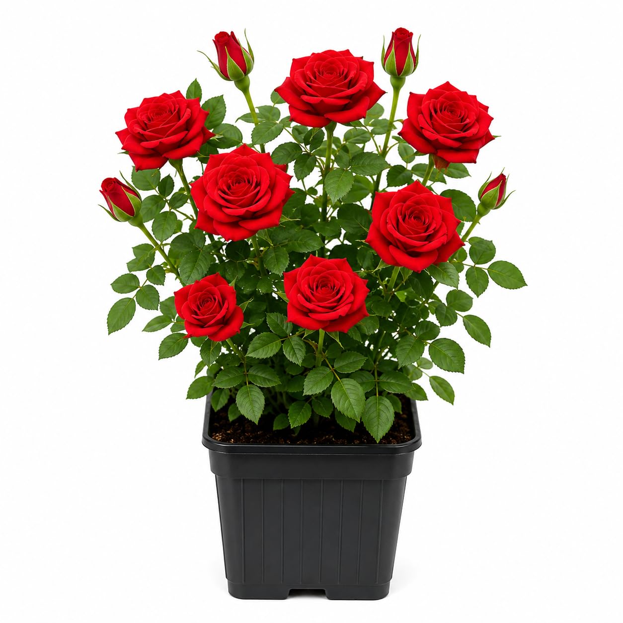 LIVE SPECIAL HYBRID THAI RED ROSE PLANT, PACK OF 1 HELTHY PLANT, WITH POT SPECIAL BEAUTIFUL RED ROSE PLANT-image-26