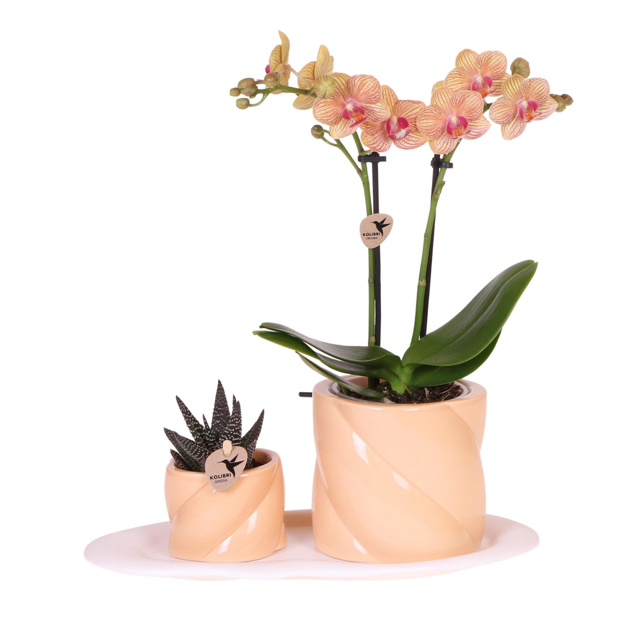 Orchidée phalaenopsis orange sur plateau blanc bio pour déco sans entretien