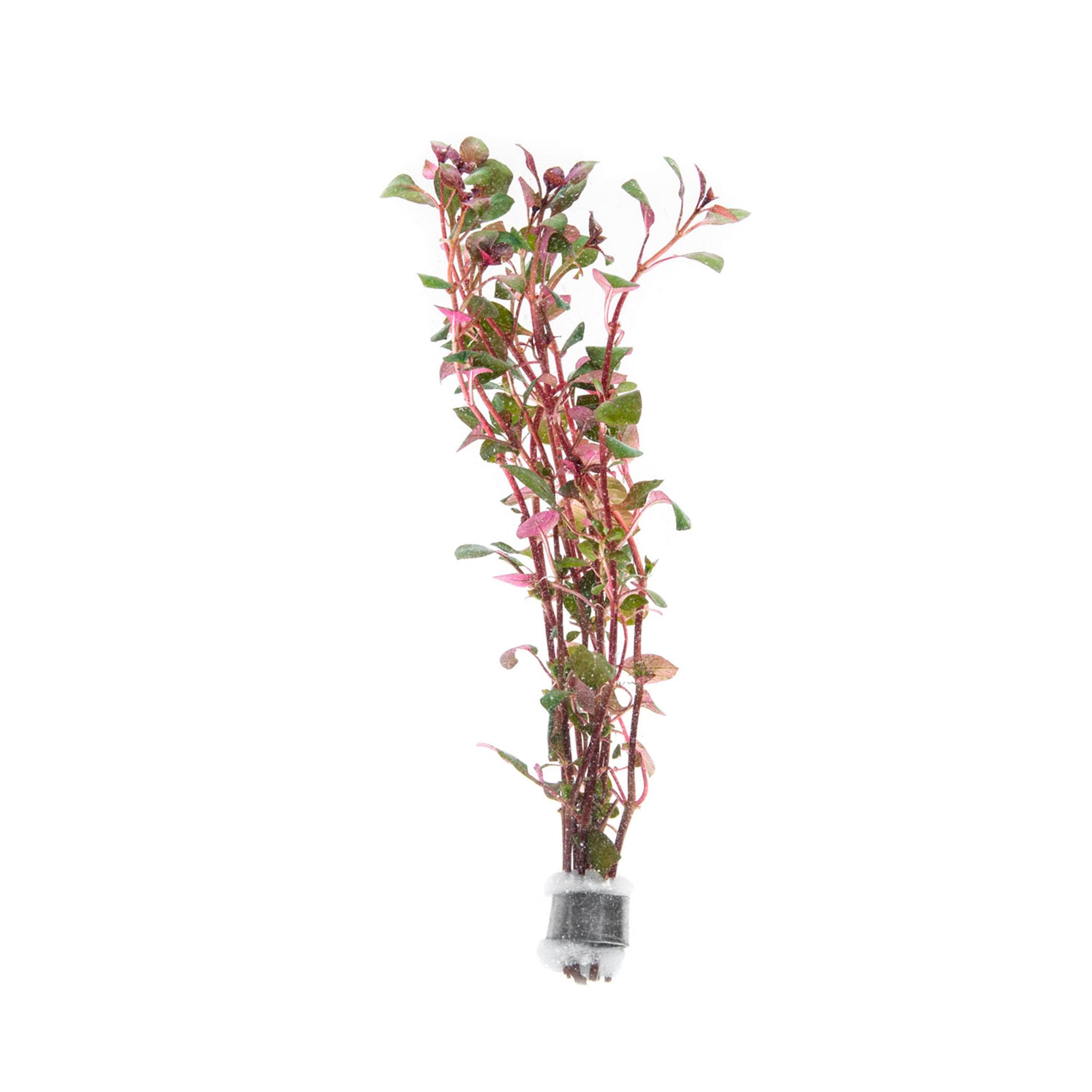 SubstrateSource Lemon Bacopa Caroliniana