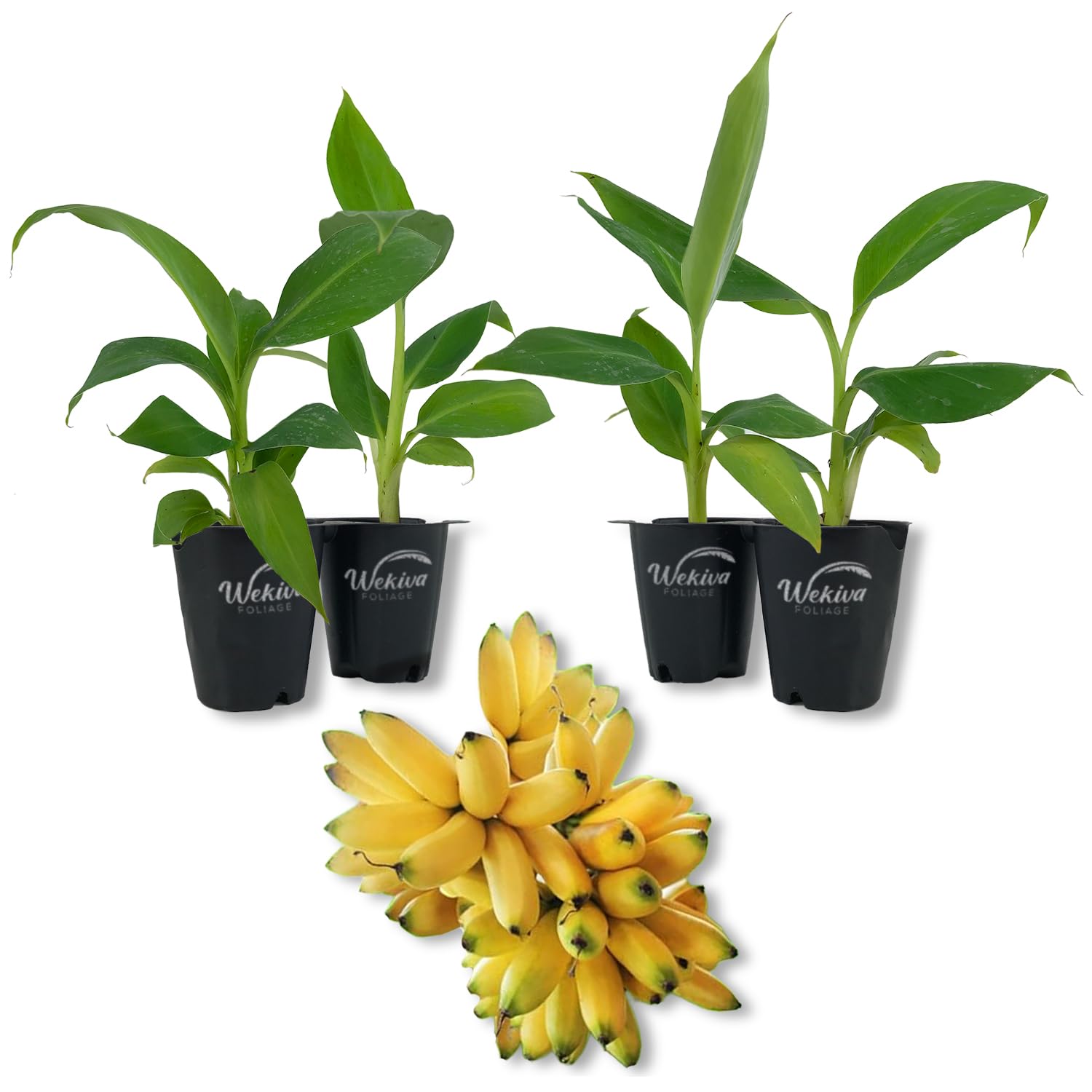 Kokopo Banana Tree