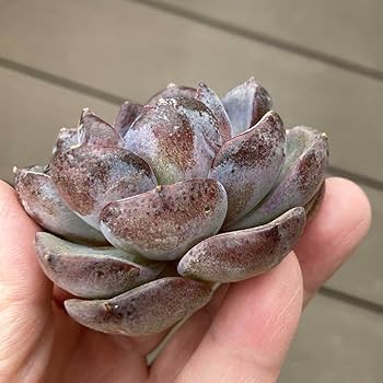 Amazon.co.jp: エケべリア 韓国苗 ブラックローズ 中苗 多肉植物 : DIY