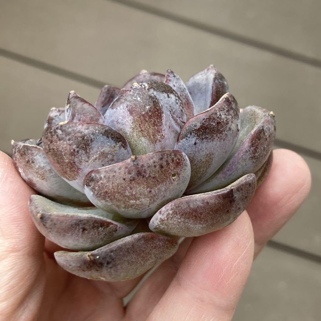 Amazon.co.jp: エケべリア 韓国苗 ブラックローズ 中苗 多肉植物