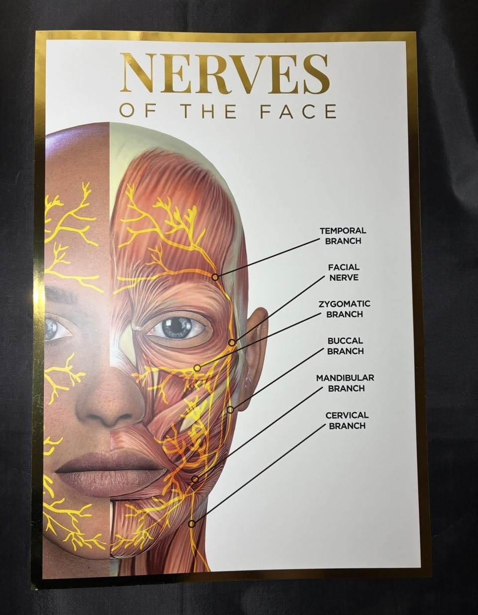 Qualiprint Human Anatomy Poster Quadruple Pack - Skin, Lips, Nerves of the Face, Superficial Fat Pads - Image 2