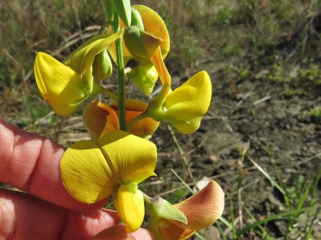 Creative Farmer Butterfly Chedi/Kilukkam Petti (Crotalaria Retusa) Attractive Garden Plant Live (Healthy Live Plant) (B09SCKVW9T) Amazon Price History, Amazon Price Tracker