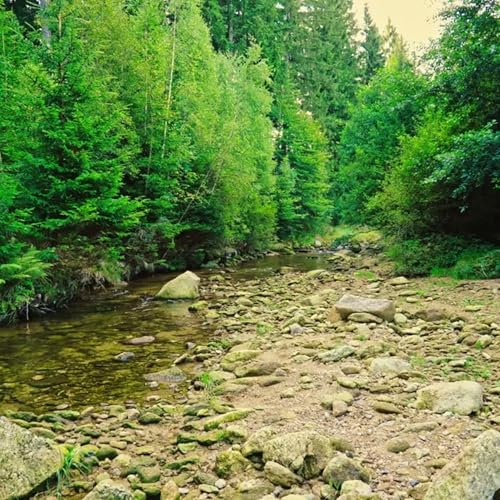 Where Water Meets Birdsong | Forest Stream Sounds for Sleep & Relaxation Podcast Por arte de portada