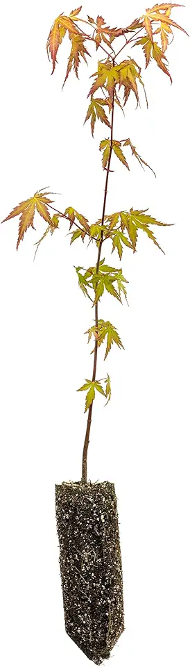 Japanese Maple | Medium Tree Seedling | The...