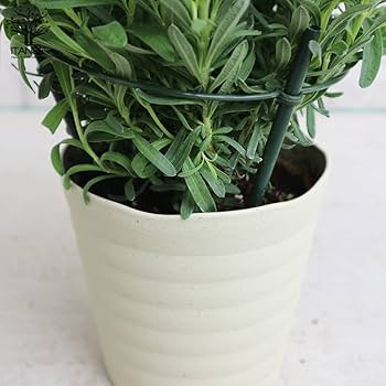 ローズマリーフレンチラベンダー白コーラプラント　苗セットリュウキュウヨモギ 楽天市場】ローズマリー ラベンダー 苗の通販