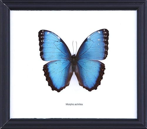 The Achilles Morpho Butterfly (Morpho achilles) Framed Beautiful Butterfly Wall Decor Unique Taxidermy Collectables 8 x 7 inches