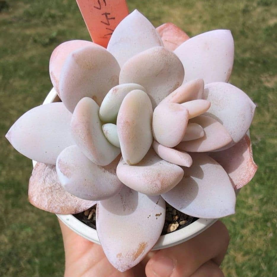Amazon.co.jp: ラウイ 多肉植物 : DIY・工具・ガーデン