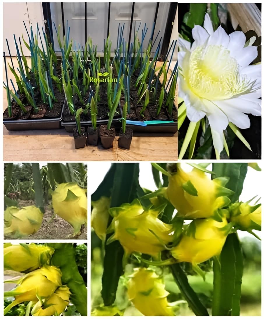 Rosarian® Israeli Yellow Dragon Fruit Plant Verified Variety Pure Thick Stem 12 to 14 inch Size well rooted Sapling in Nursery Grow Bag|Very Sweet Taste For Home Garden-picture-21