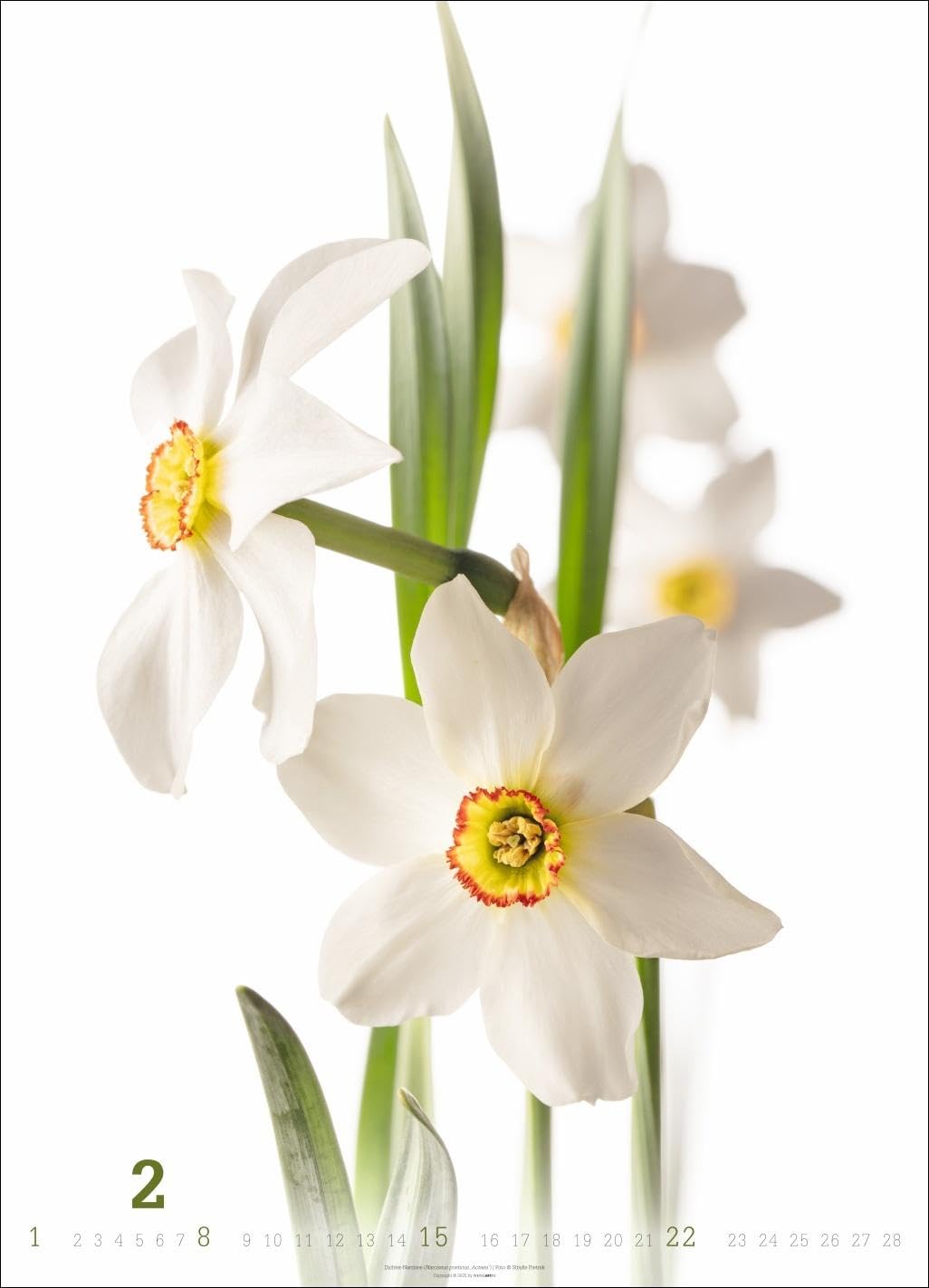 Blütenbilder Kalender 2026: Großer Jahres-Wandkalender mit stilvollen Fotos prachtvoller Blüten. Blumen-Kalender für die Wand. 49 x 68 cm. Hochformat