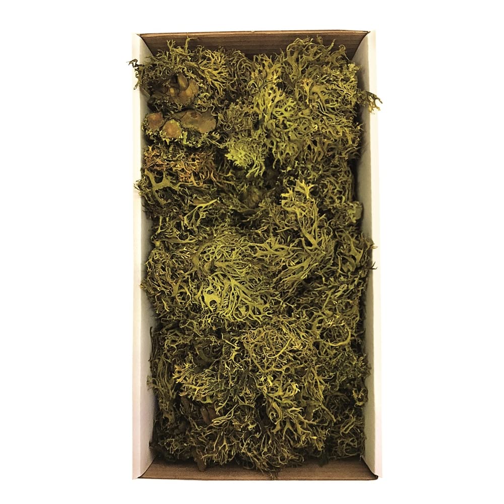 Vickerman Tray Moss Green Moss, Wolf Lichen - 8-9 oz, Preserved