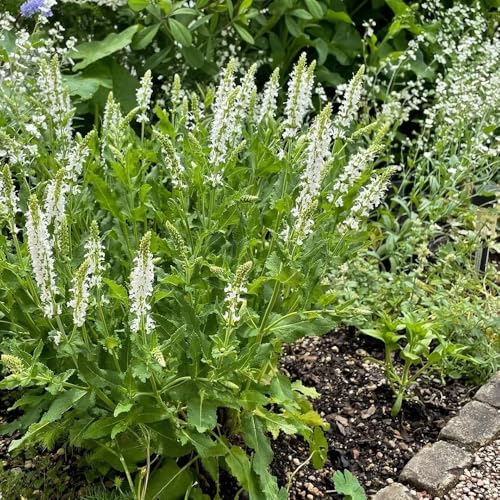 semi di salvia biologici, in regali per gli amanti giardino semi aiuole rialzate luoghi soleggiati 250pcs