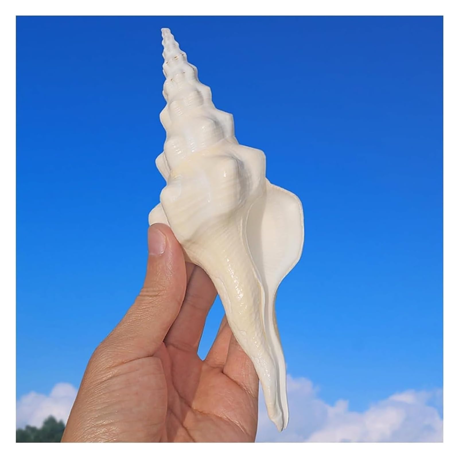 Grandi Conchiglie Marine, Conchiglia Naturale, Conchiglie da 13-14 cm, enormi Conchiglie oceaniche for Decorazioni for la casa for Matrimoni, acquari, Feste a Tema