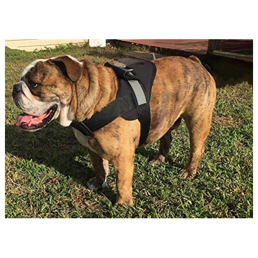 HDP Big Dog Soft No Pull Harness Size:Medium Color:Black