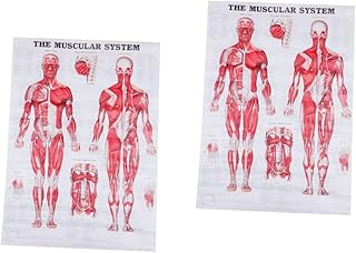 COHEALI 2pcs Human Anatomy Anatomical Learning Poster Muscle Anatomy Posters Anatomy Chart Anatomy Poster Chart Anatomical Poster Wall Poster Office Frameless Cloth Physiology