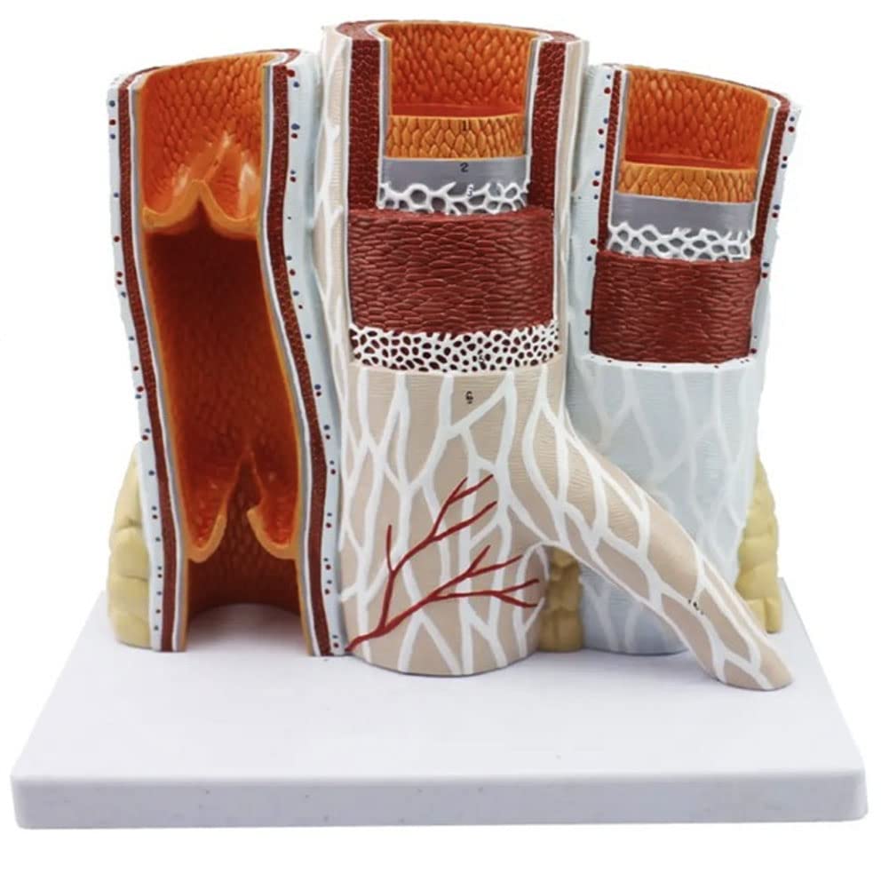 Human Vascular Models Anatomical Models Of Arteries and Veins Enlarged Human Vascular Prolapse Models Of Blood Vessel Cross-Sections for Medical Education and Learning