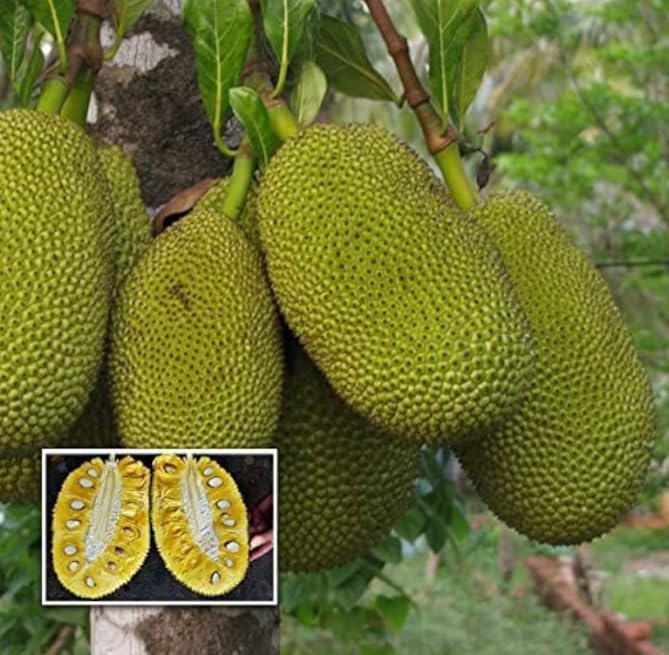 Image of Kathal Plant Live - Jackfruit Tree Outdoor Fruit Plant | Healthy Live Plant 1-2 Feet | Pack of 1 for Home Garden & Farming