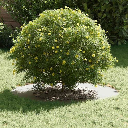 Anneau d'arbre acier blanc Ø 40/70 cm résistant aux intempéries